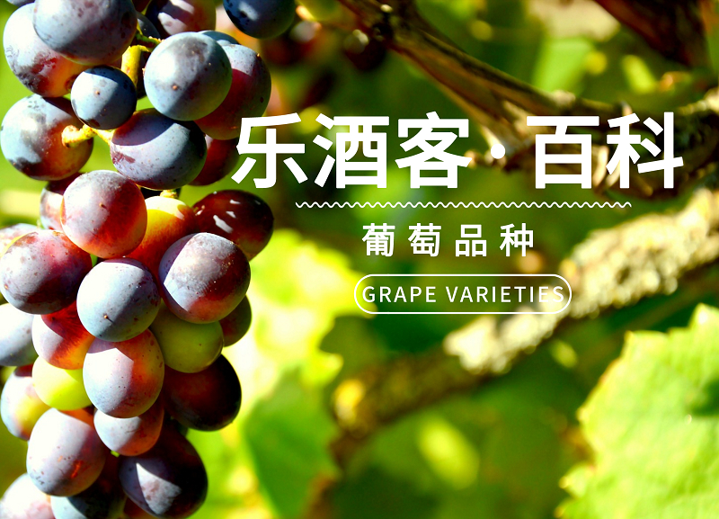 喝剩的葡萄酒怎么保存？有何妙用？